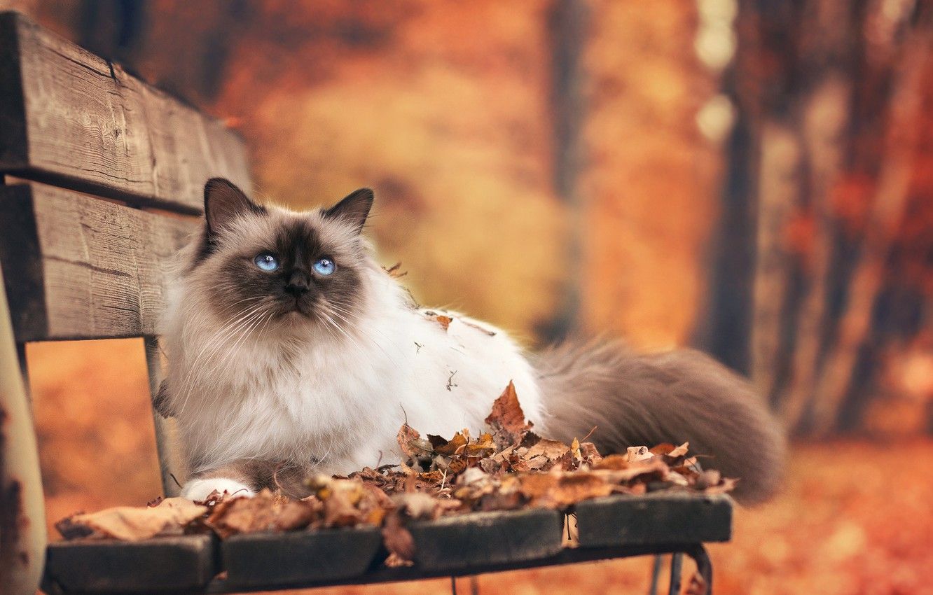 Wallpaper autumn, cat, leaves, bench, Park image for desktop, section кошки