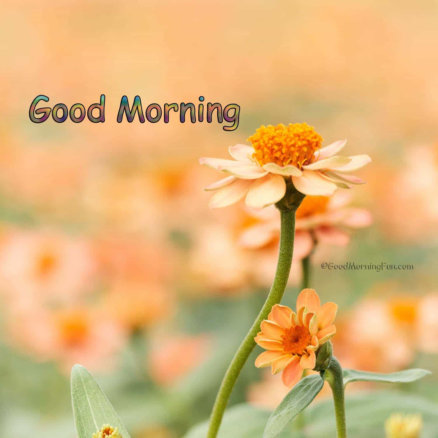 Good Morning Flowers Morning Fun