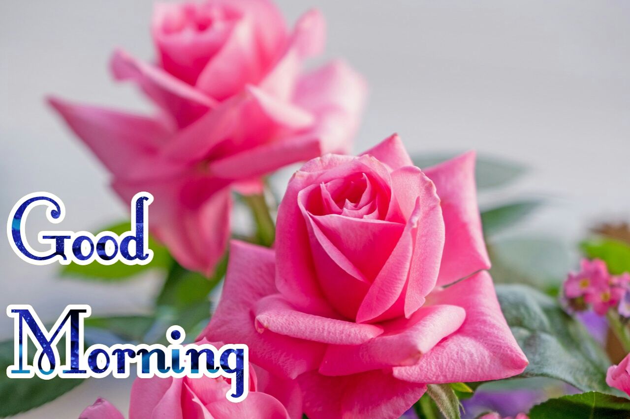 199+ Good Morning Flower Images Wallpapers {HD Pictures for Whatsapp}