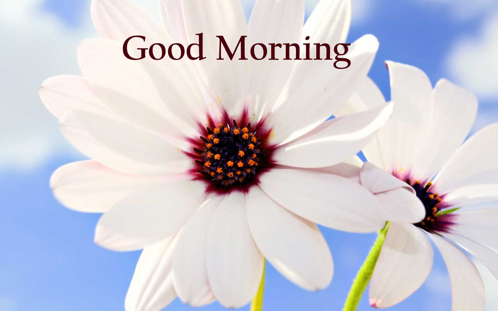 New Beautiful Good Morning Image with Flowers. Top Collection of different types of flowers in the image HD