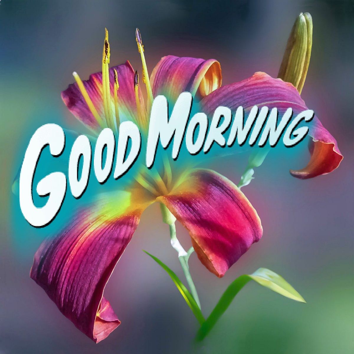 Good Morning Flower Image Free Download Morning Wallpaper & Background Download