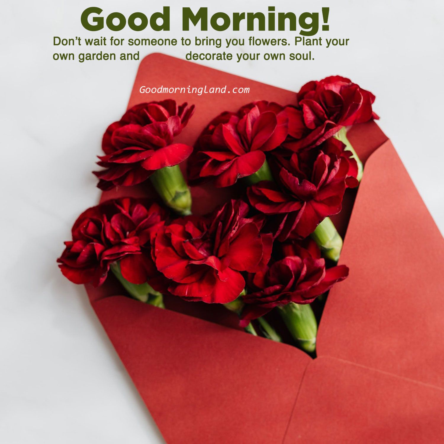 Latest 2020 Good morning flowers with image Morning Image, Quotes, Wishes, Messages, greetings & eCards