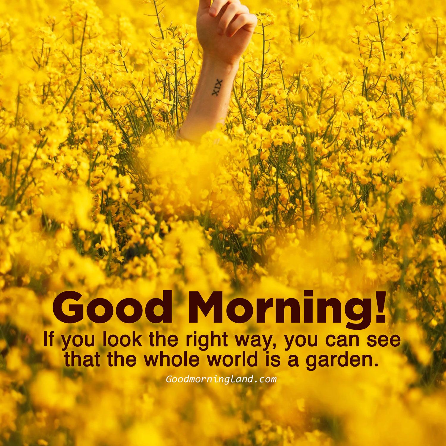 Good morning yellow flower image Morning Image, Quotes, Wishes, Messages, greetings & eCards
