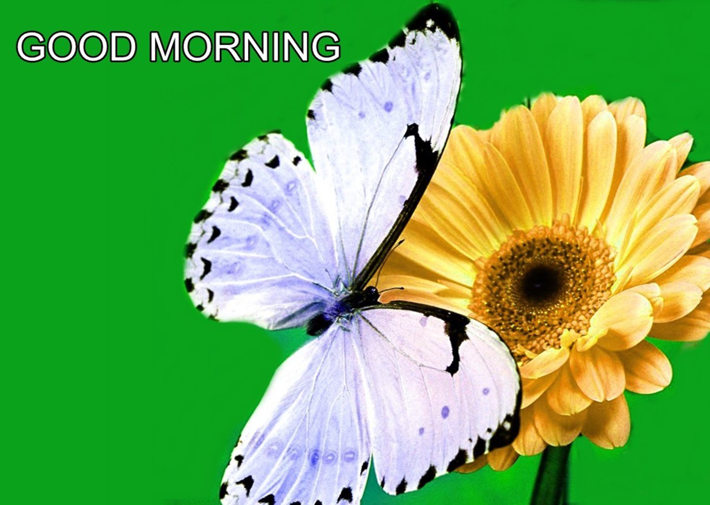 Good Morning Butterfly On Flower HD Wallpaper Morning Flowers And Butterfly