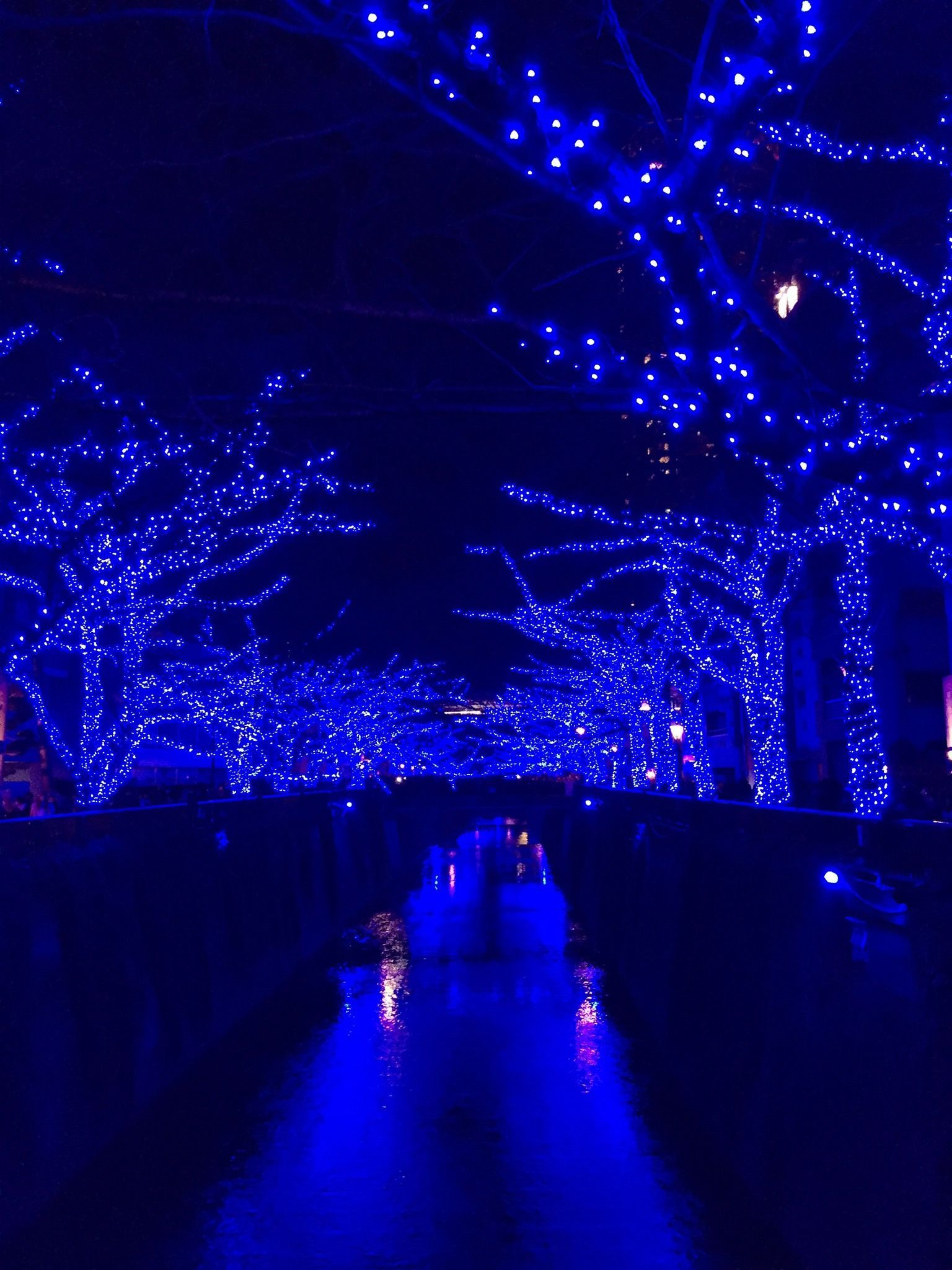 A very blue Christmas along the Meguro River. Tokyo Blue Christmas Lights Winter at Nakameguro 青の洞窟 2014. Blue christmas lights, Light blue aesthetic, Blue aesthetic dark