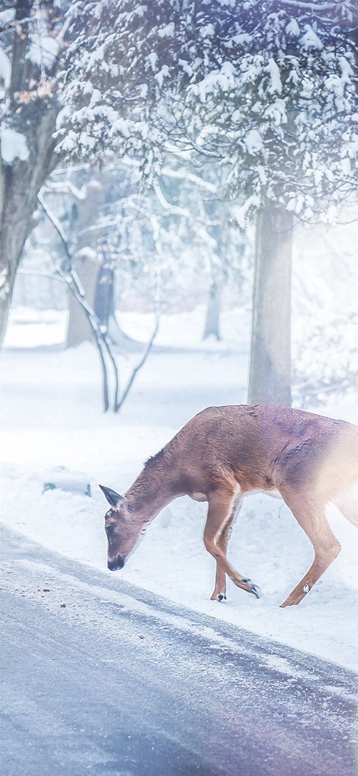 Christmas Deer Street Snow Winter Nature Animal White iPhone X Wallpaper Free Download