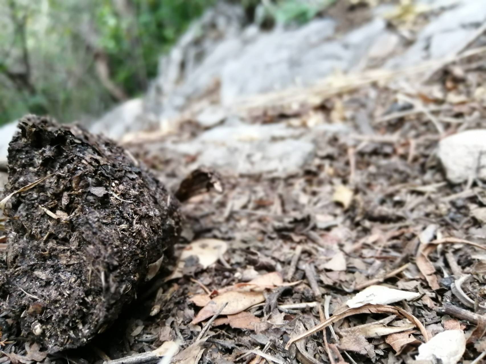 Dry leaves wallpaper