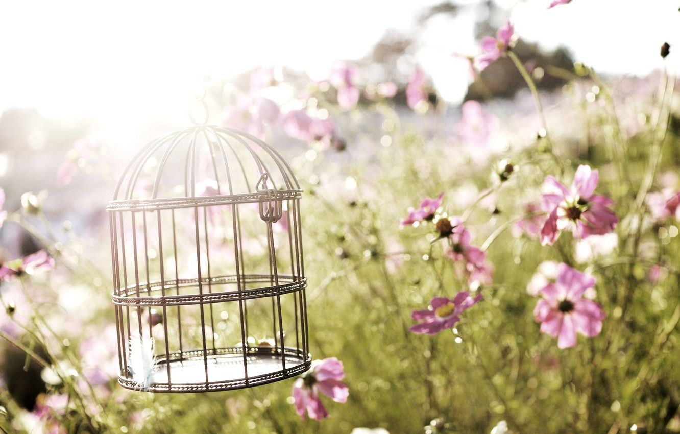 Bird Cage Wallpapers - Wallpaper Cave