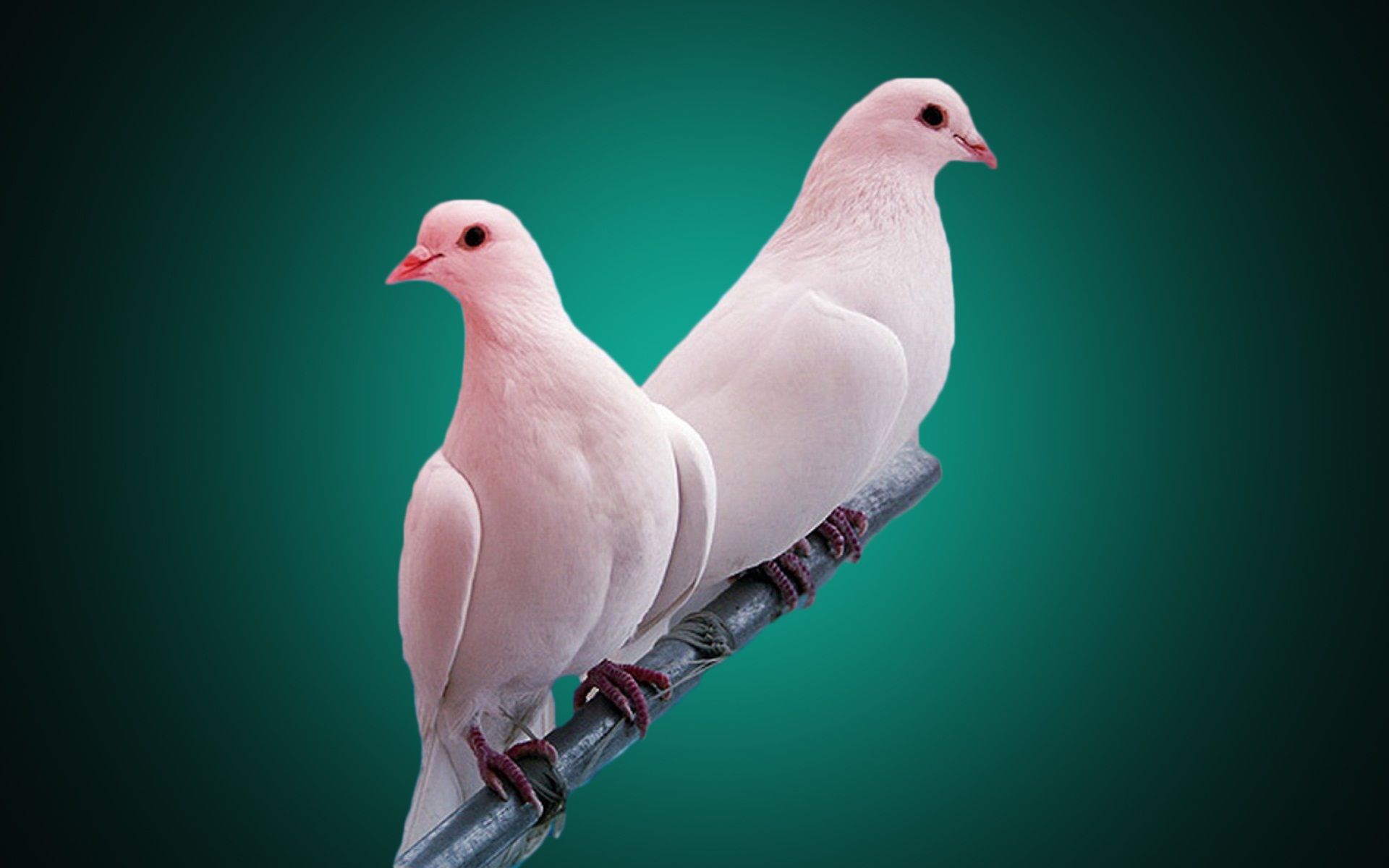 White Pigeon Birds Hd Wallpaper