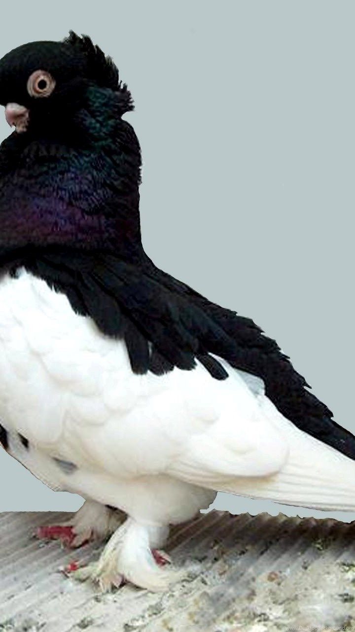 Black And White Bird Pigeon Pics HD Wallpaper. Black And White. Desktop Background