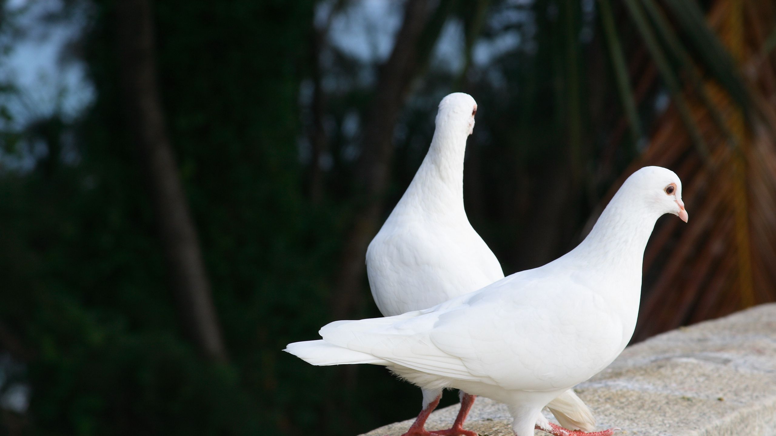 Download wallpaper 2560x1440 pigeons, birds, couple, white widescreen 16:9 HD background