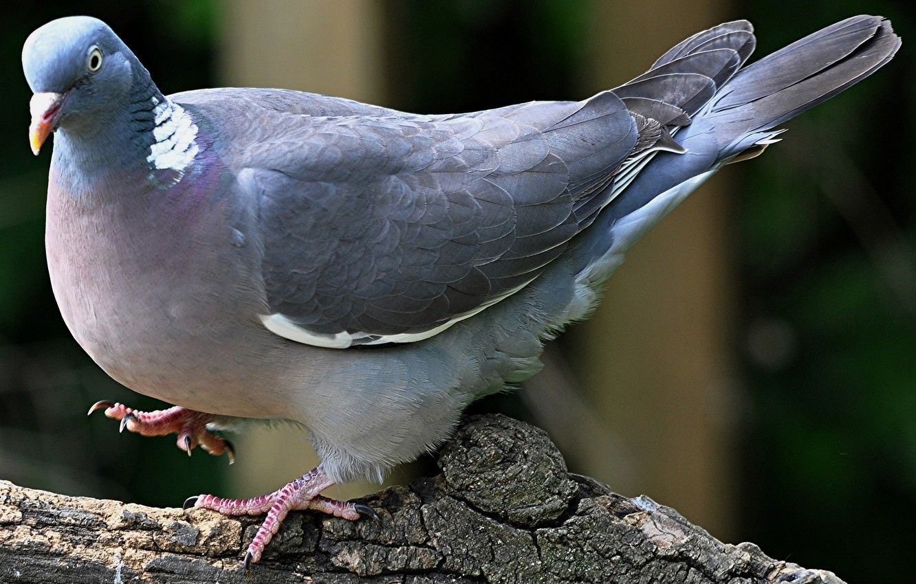 Wallpaper bird, dove, beak, tail, wood pigeon image for desktop, section животные