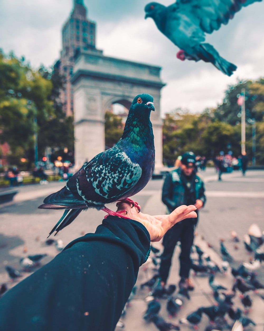 pigeon bird standing on person's hand photo