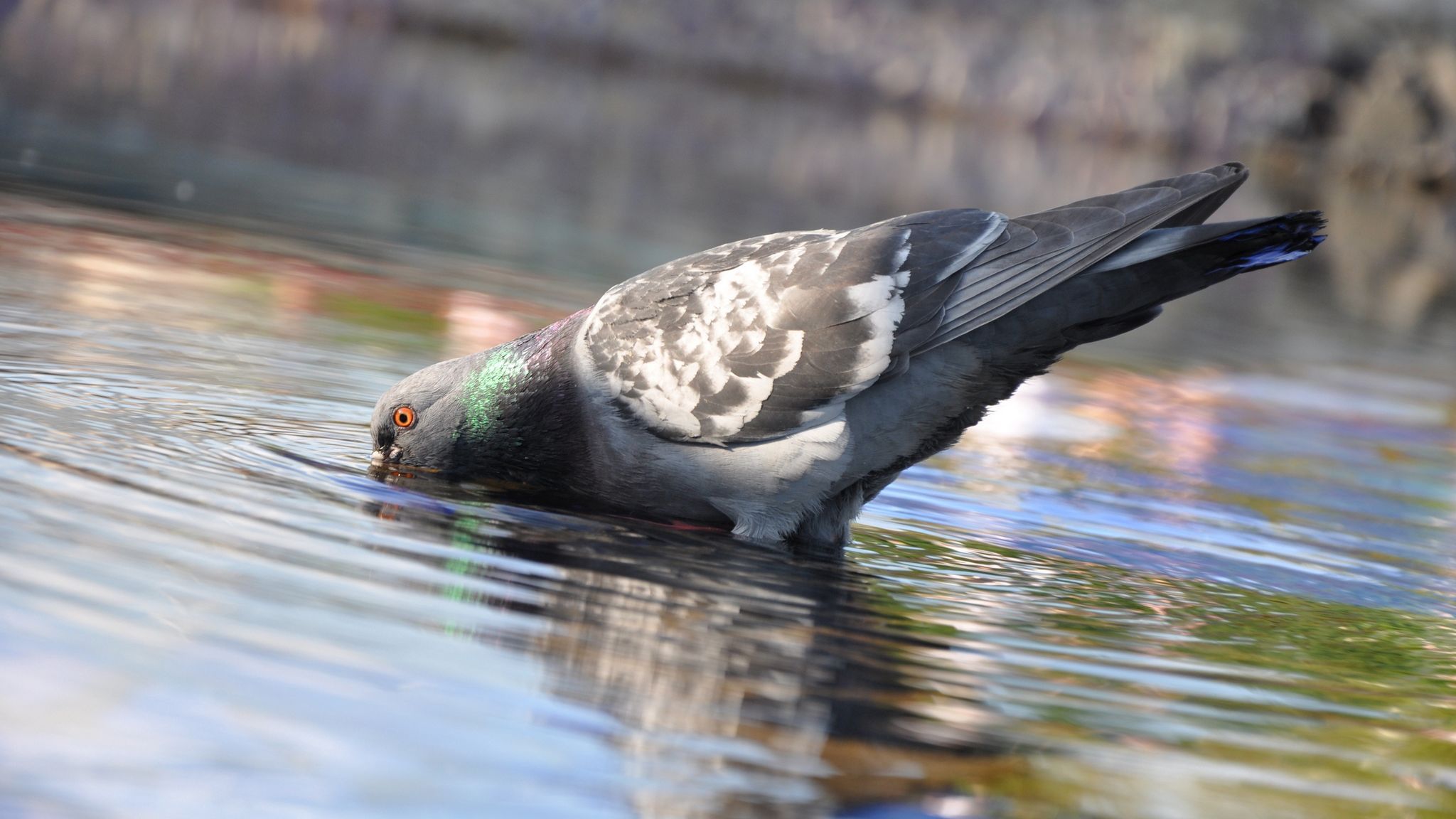 Download wallpaper 2048x1152 pigeon, birds, water, swimming ultrawide monitor HD background
