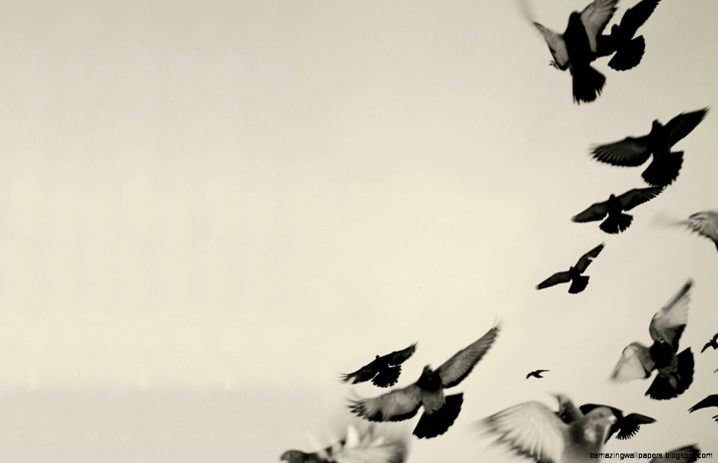 Black And White Bird Wallpaper