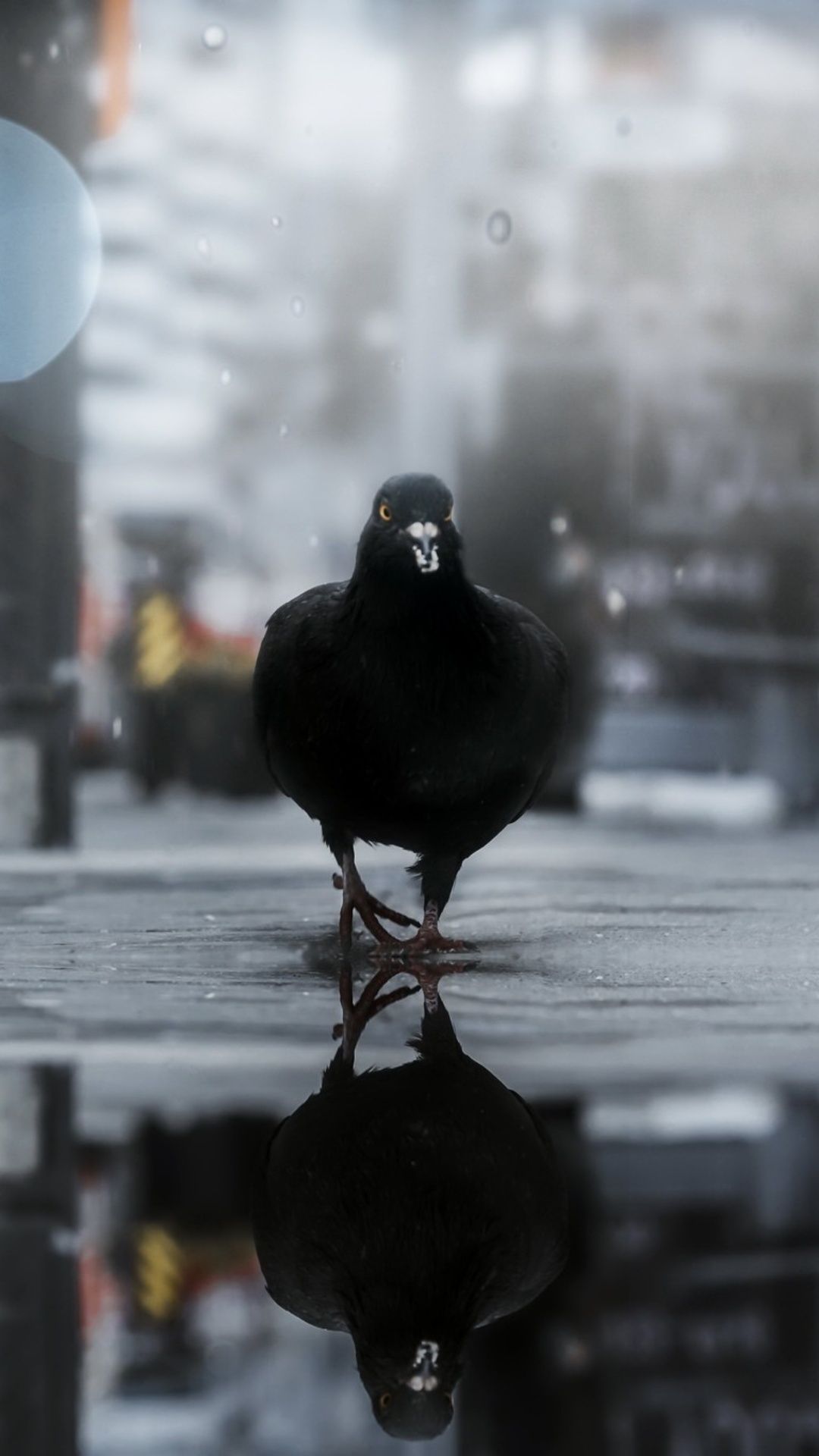 Pigeon Bird Outdoor iPhone 7, 6s, 6 Plus, Pixel xl , One Plus 3, 3t, 5 HD 4k Wallpaper, Image, Background, Photo and Picture