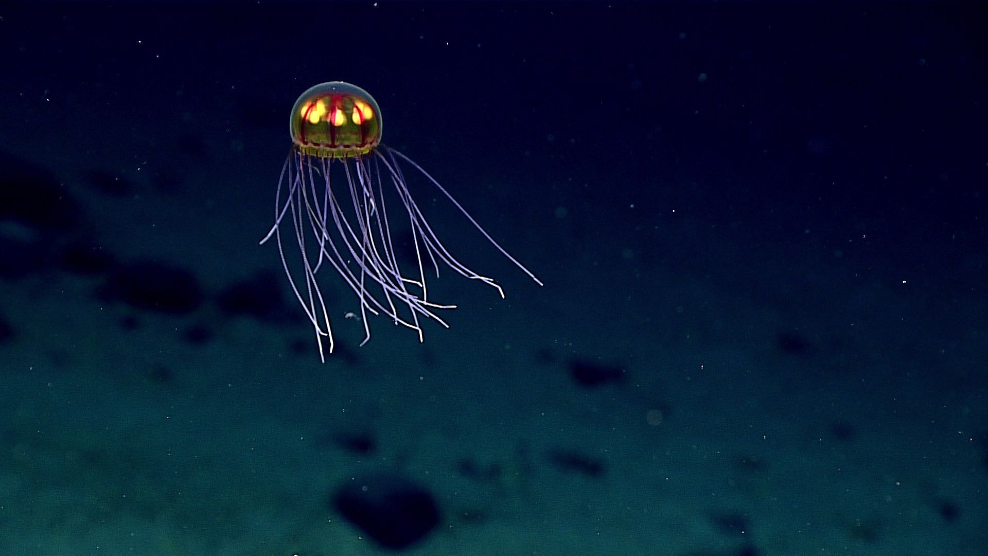 Mariana Trench Wallpapers Wallpaper Cave