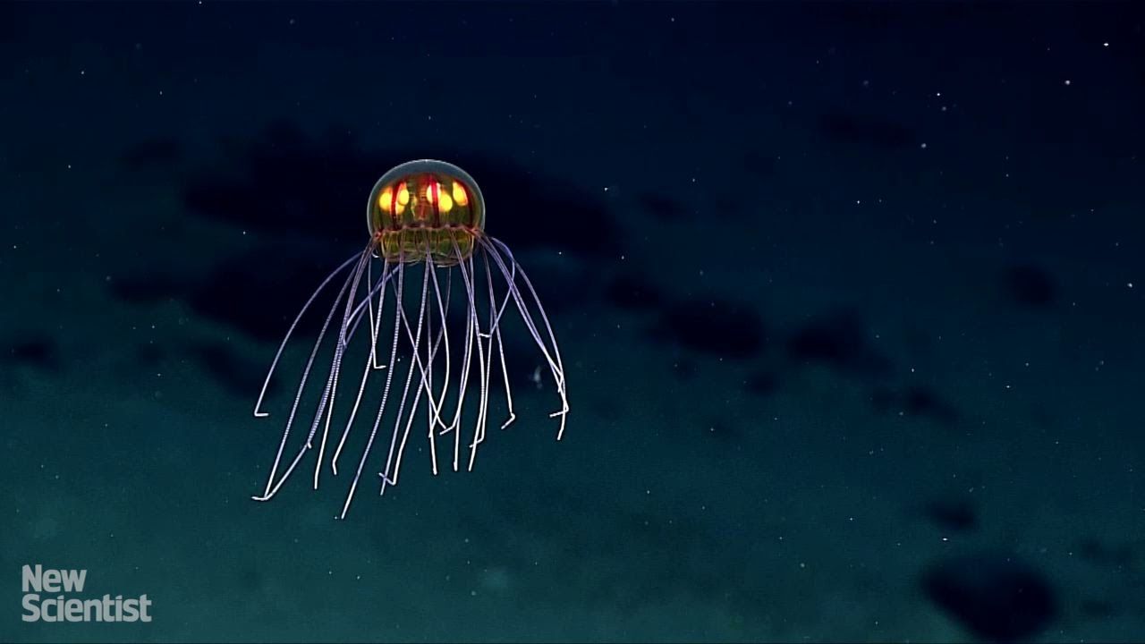 Jack O' Lantern Jellyfish Seen Above Mariana Trench. Deep Sea Creatures, Jellyfish Species, Sea Creatures