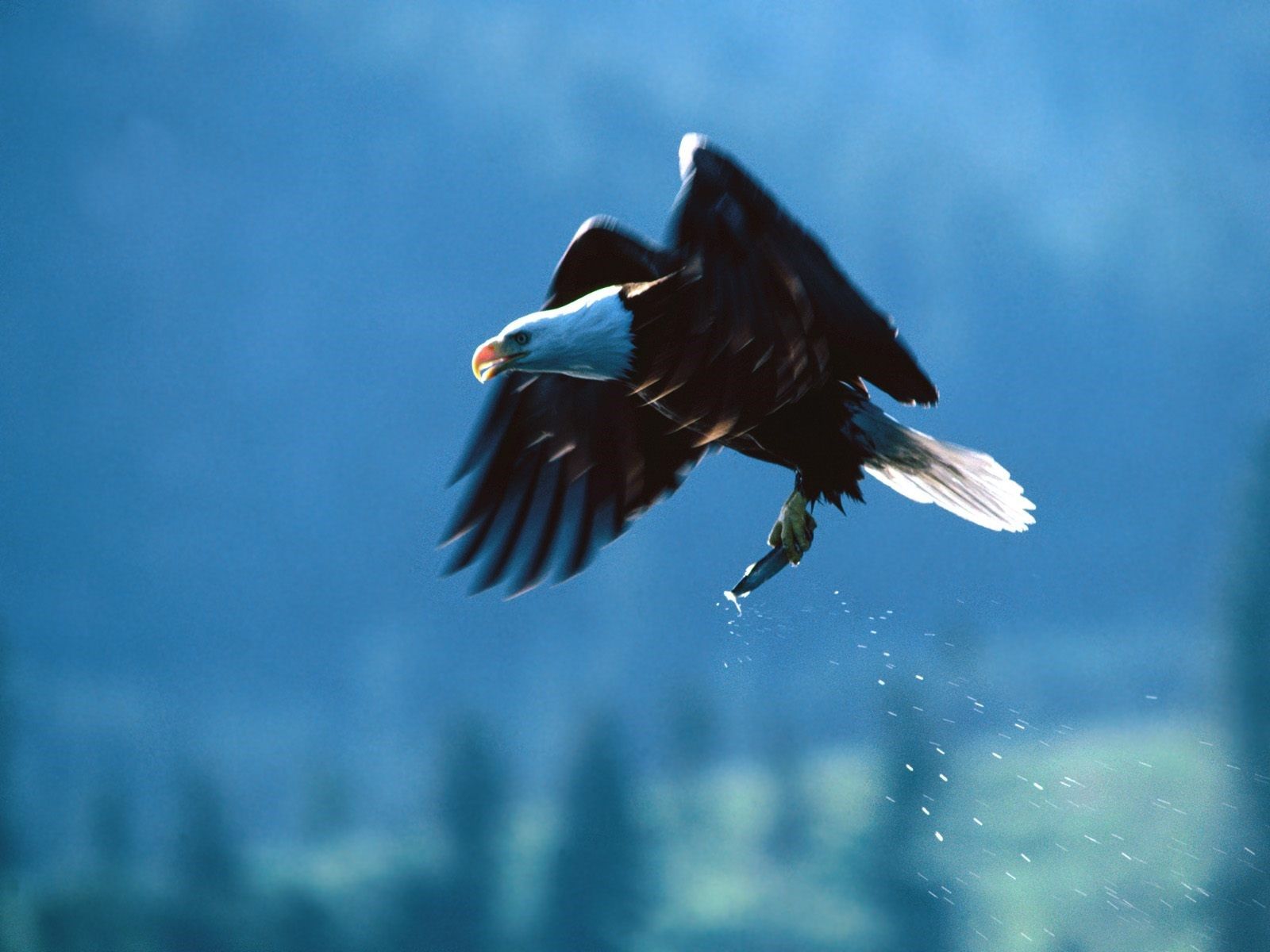 Flying Eagle with Fish in Lag Huntting Wallpaper
