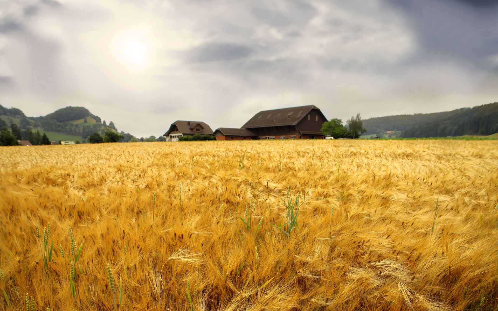 Farmers Wallpaper
