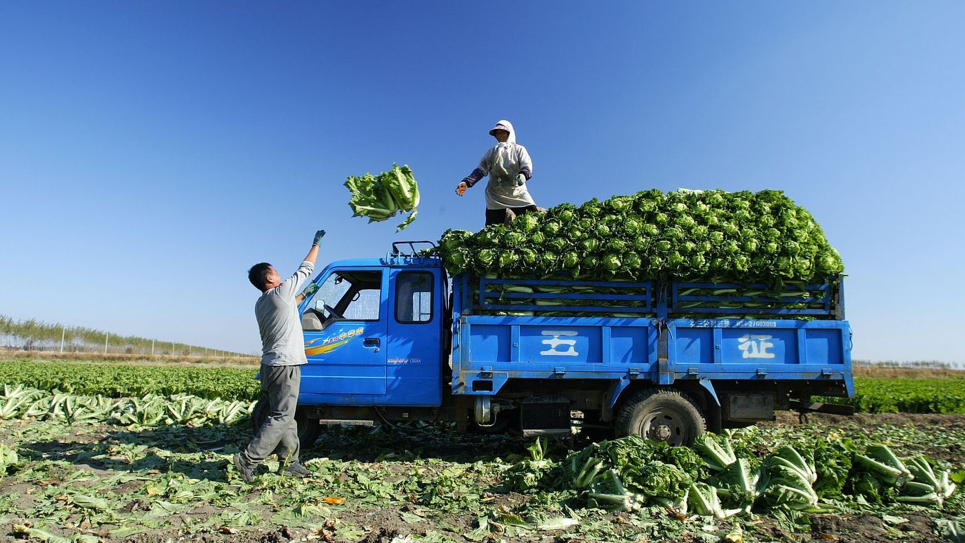 Food waste: a scientist explains why ugly produce won't solve it