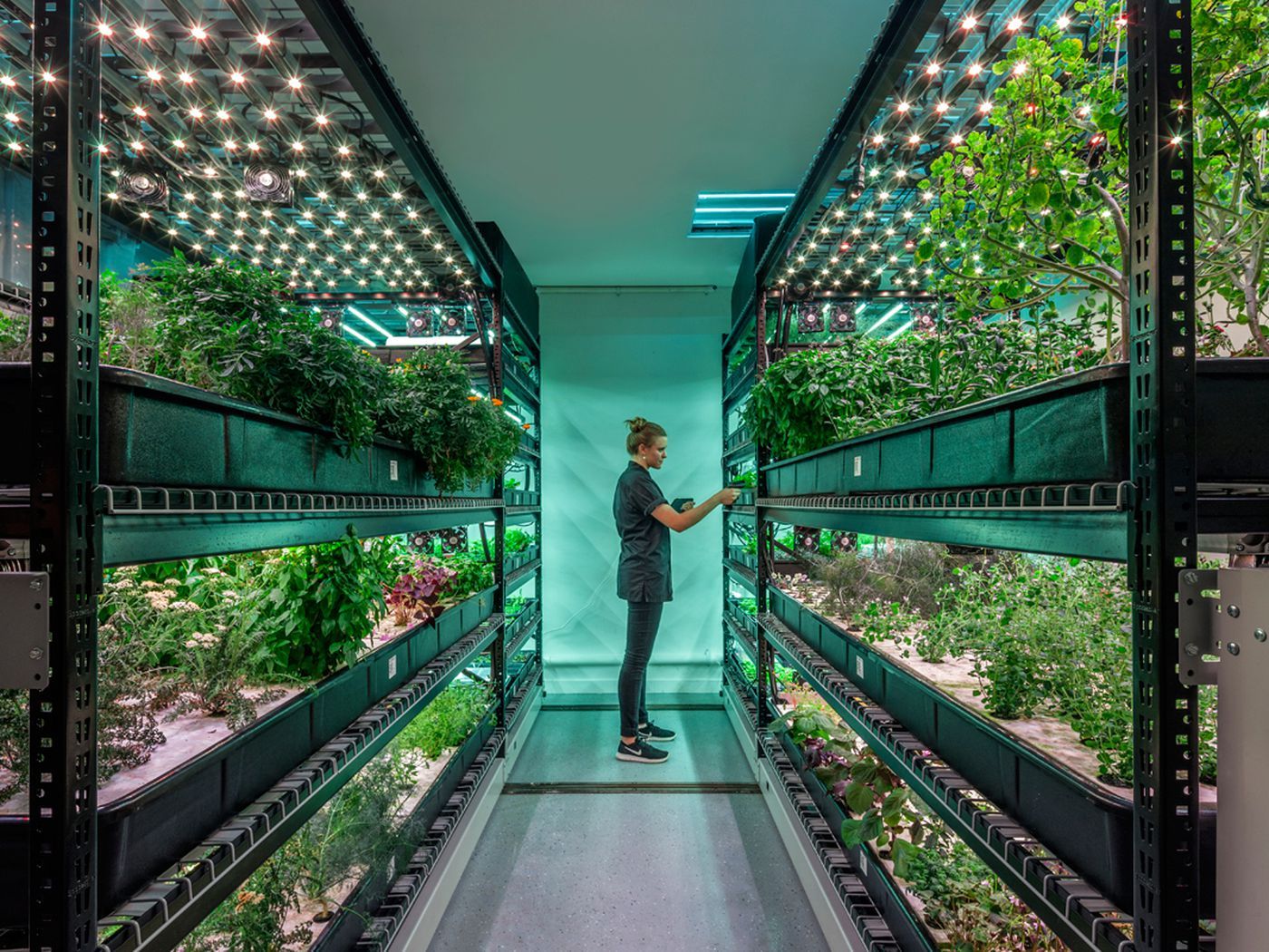 Can Vertical Farming Disrupt the Agriculture Industry?