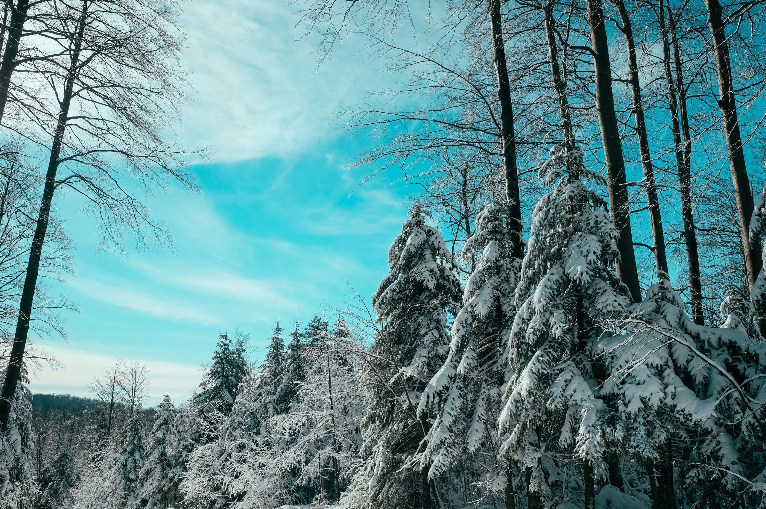 Download 2560x1700 Snow, Trees, Forest, Sky, Winter Wallpaper for Chromebook Pixel