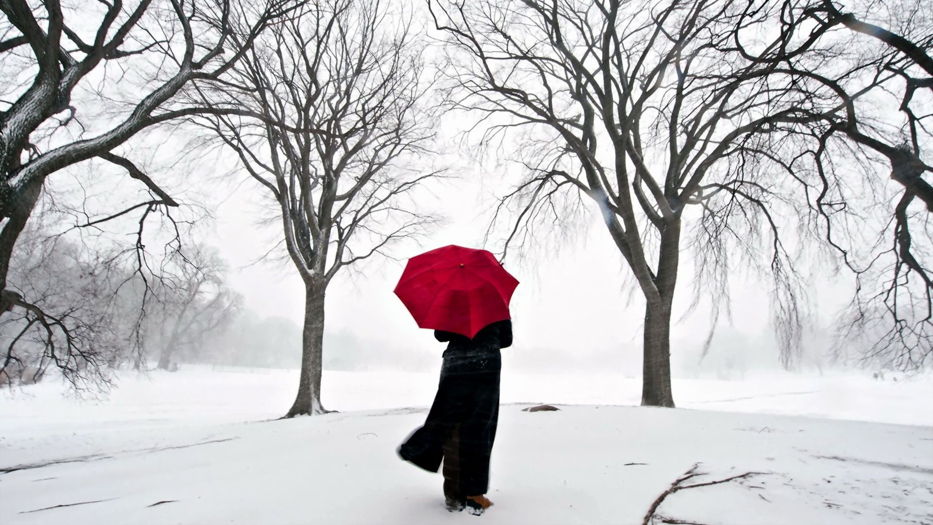 Download Wallpaper 1920x1080 girl, umbrella, cherry, snow, japan Full HD 1080p HD Background