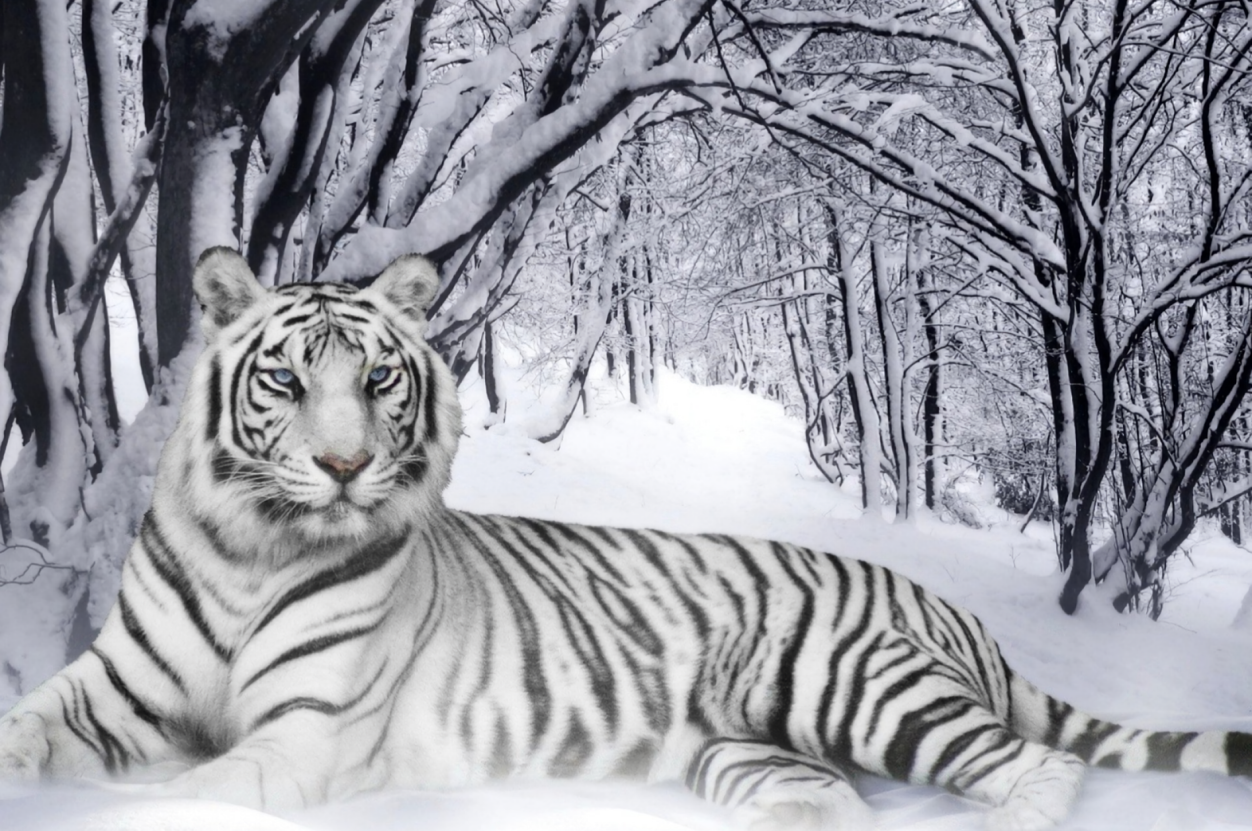 Download 2560x1700 White Tiger, Majestic, Snow, Winter Wallpaper for Chromebook Pixel