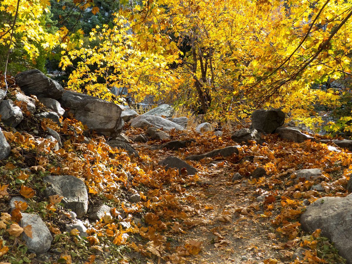 Where to find fall colors near Los Angeles