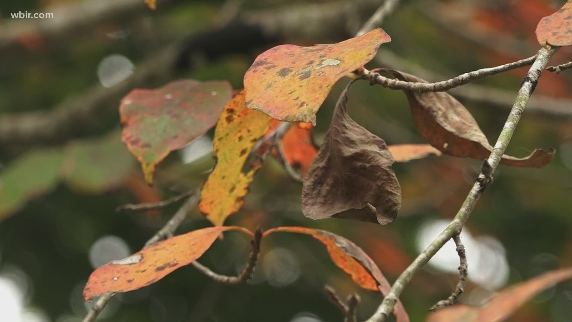 Fall colors are popping up, bringing more tourists to sevier co