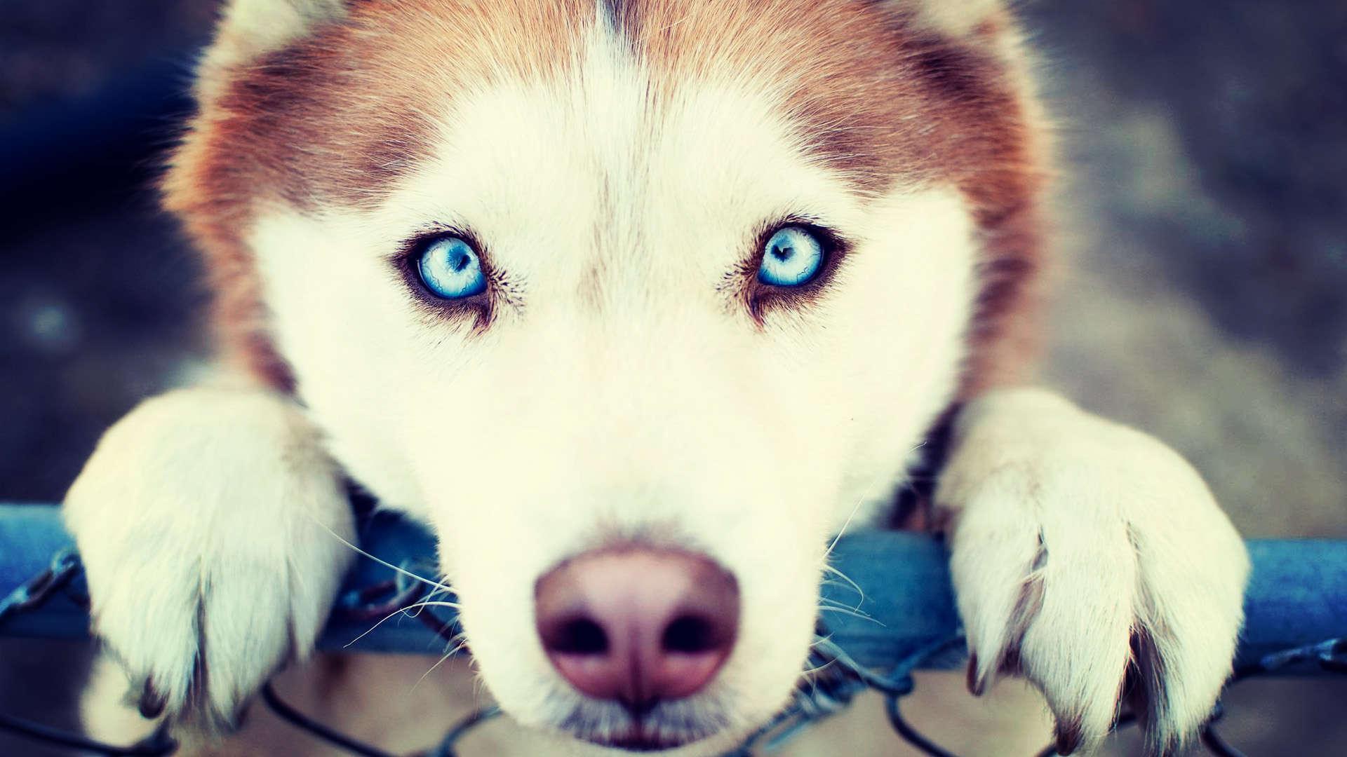 Fantastic HD Husky Wallpaper