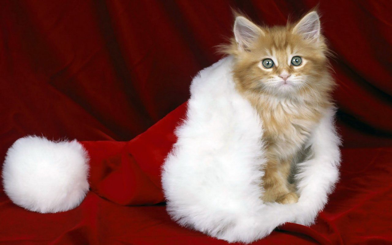 CHRISTMAS CATS. Christmas animals, Christmas kitten, Kitten wallpaper