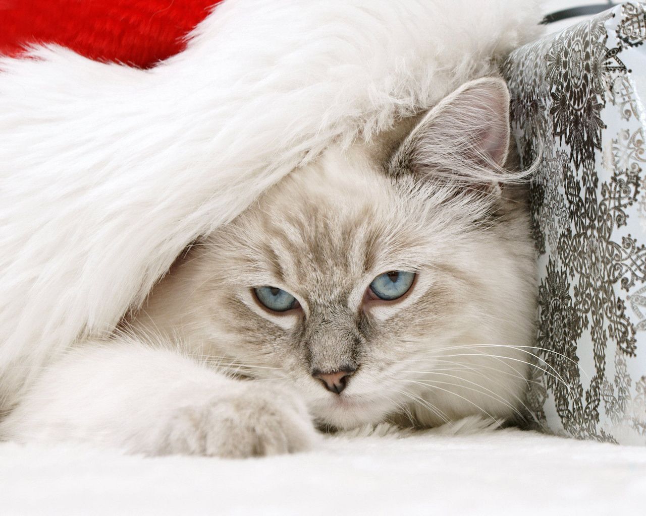 happy new year kitten. HD Windows Wallpaper