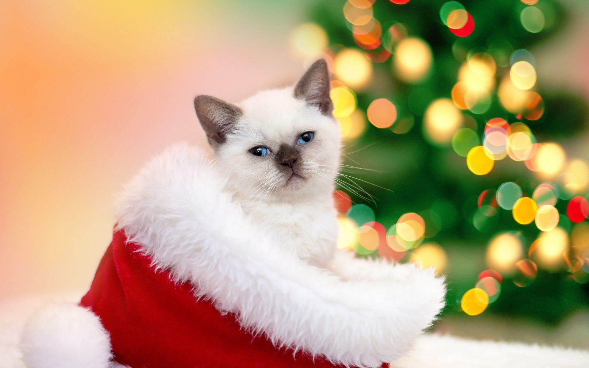 New Year Kitten Wallpapers - Wallpaper Cave