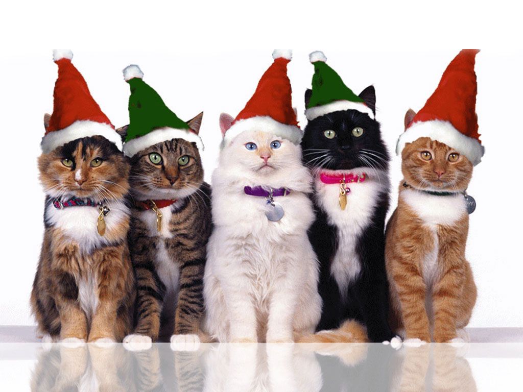 Cute Christmas Kitten Wallpaper Download