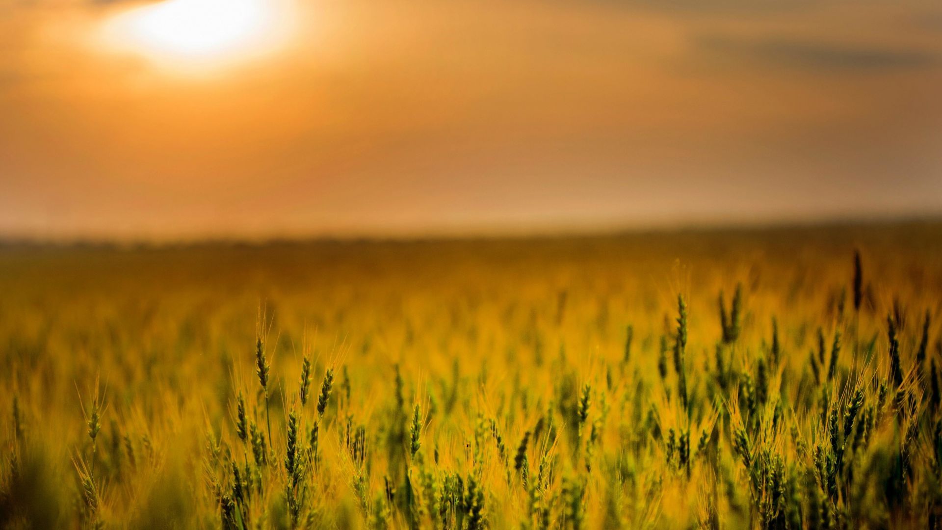 Desktop wallpaper agriculture, cereal, corn farm, sunset, HD image, picture, background, 56dd5b