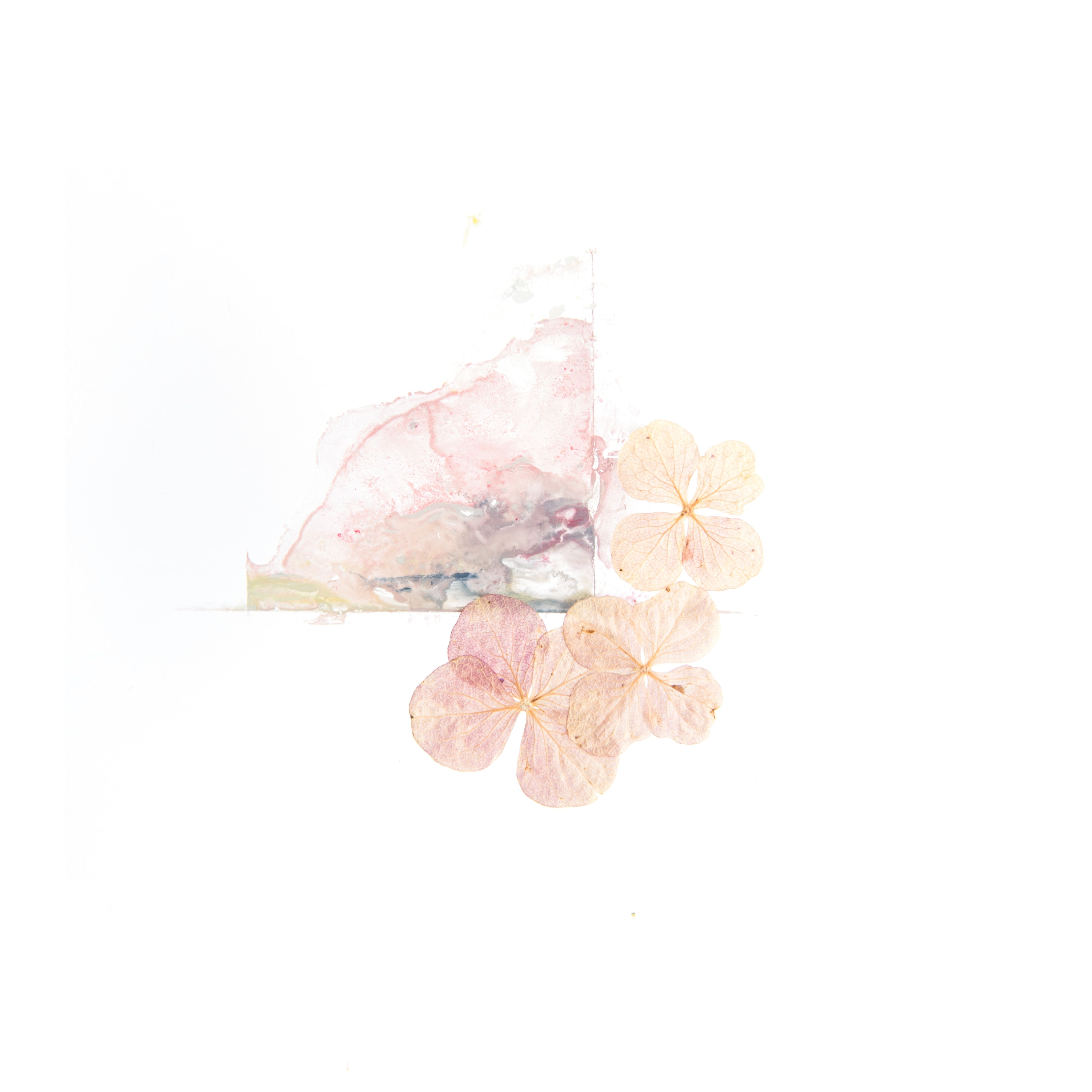 4350x4350 #neutral, #glass, #beauty, #light, #pastel, #botanical, # paint, #still, #pressed, #painting, #PNG image, #flora, #white, #background, #close up, #art, #artistic, #creative, #abstract, #hydrangea, #flower HD Wallpaper
