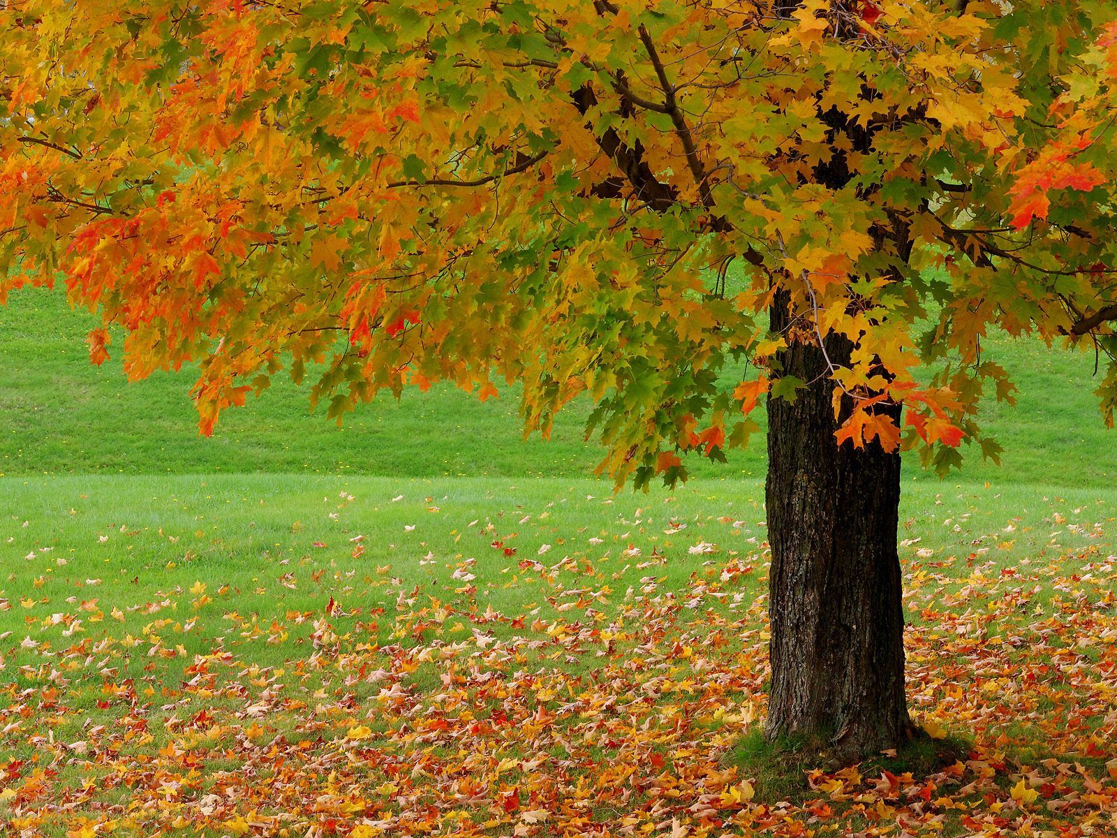 HD Autumn Season Beauty HD Wallpaper Wallpaper