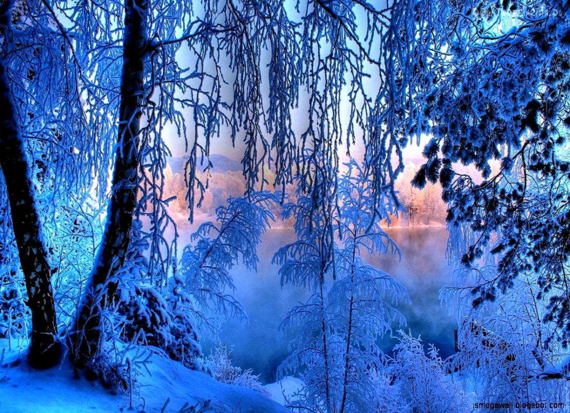 Winter Beauty