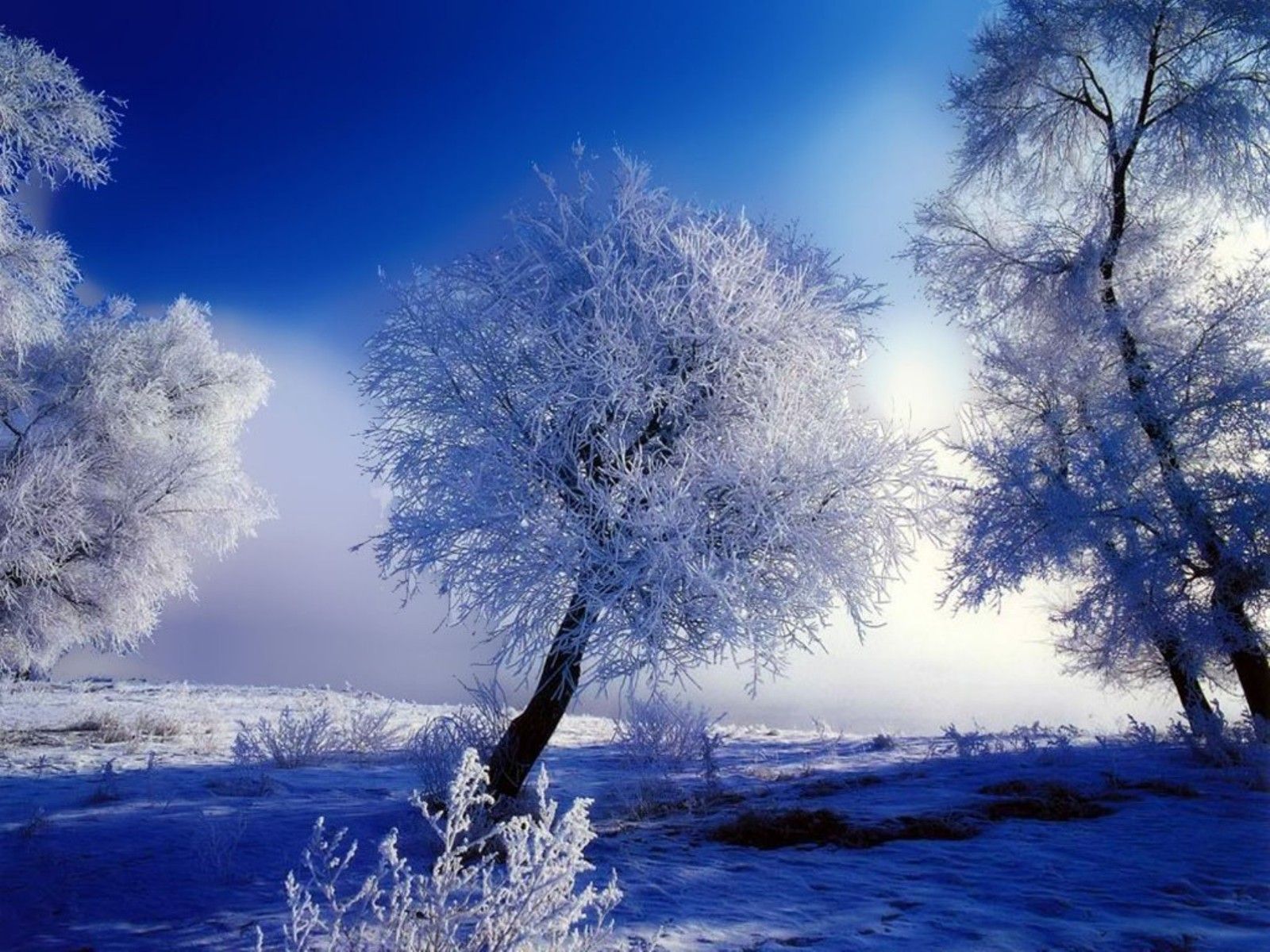 Wallpaper: Winter Beauty