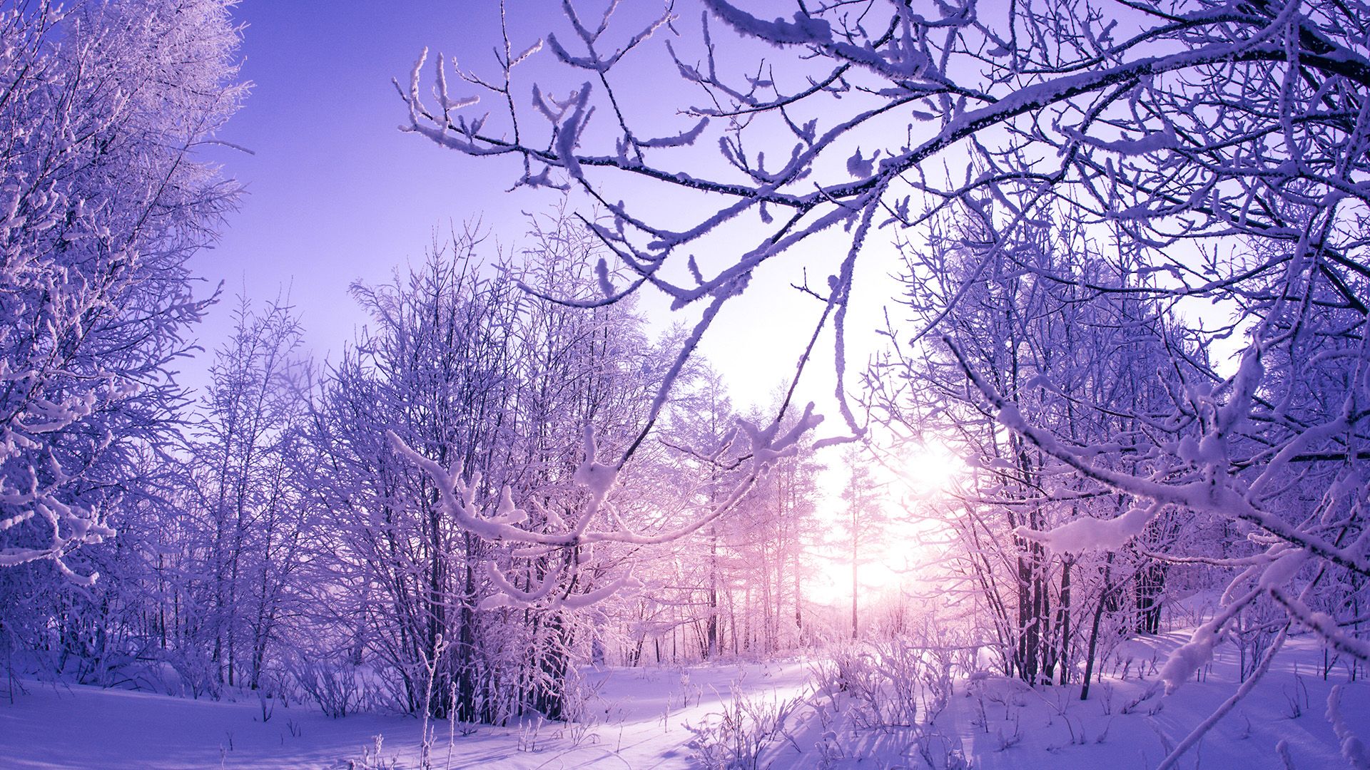 Snow covered Winter Trees Wallpapers