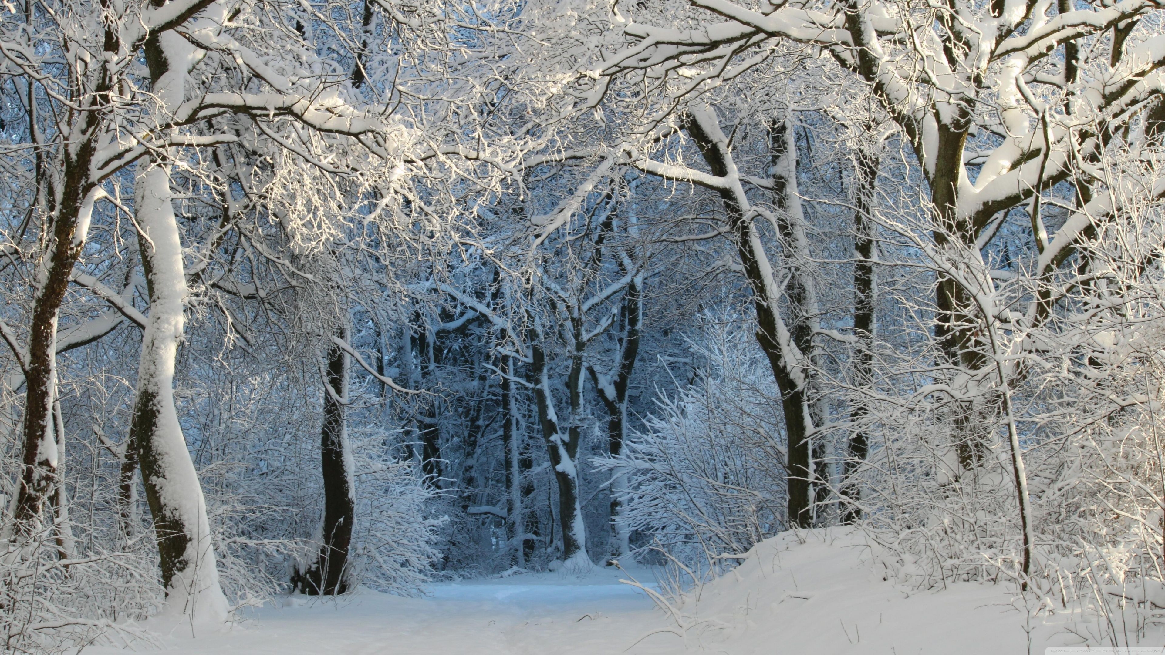 Into the Forest, Winter Ultra HD Desktop Background Wallpaper for 4K UHD TV, Widescreen & UltraWide Desktop & Laptop, Tablet