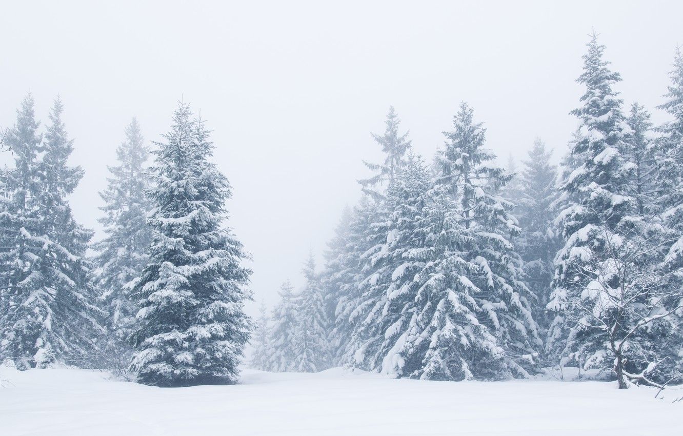 Wallpaper winter, snow, trees, landscape, winter, tree, landscape, beautiful, winter, snow, fir tree image for desktop, section природа