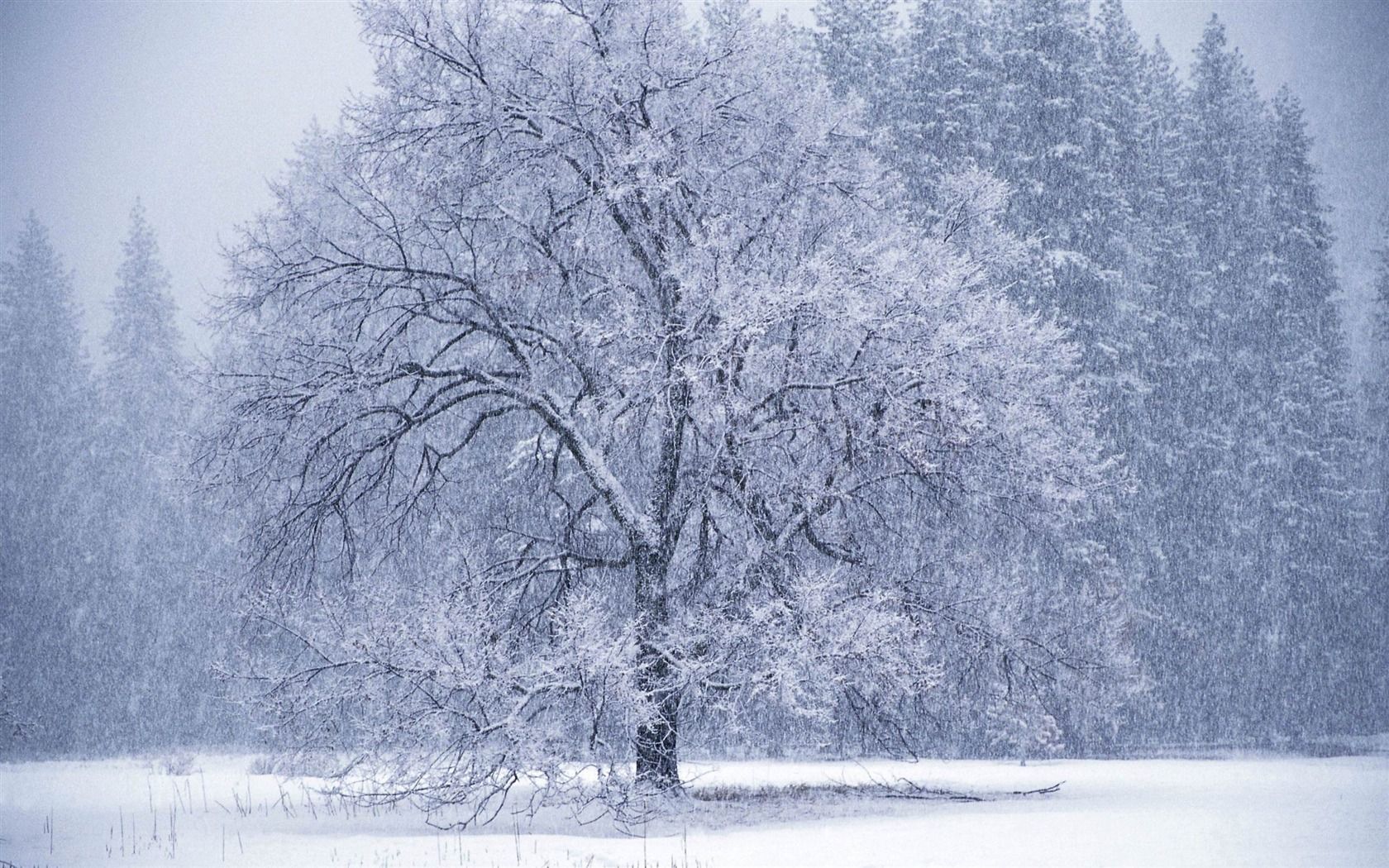 beautiful snow tree. Falling snow wallpaper, Winter trees, Snow image
