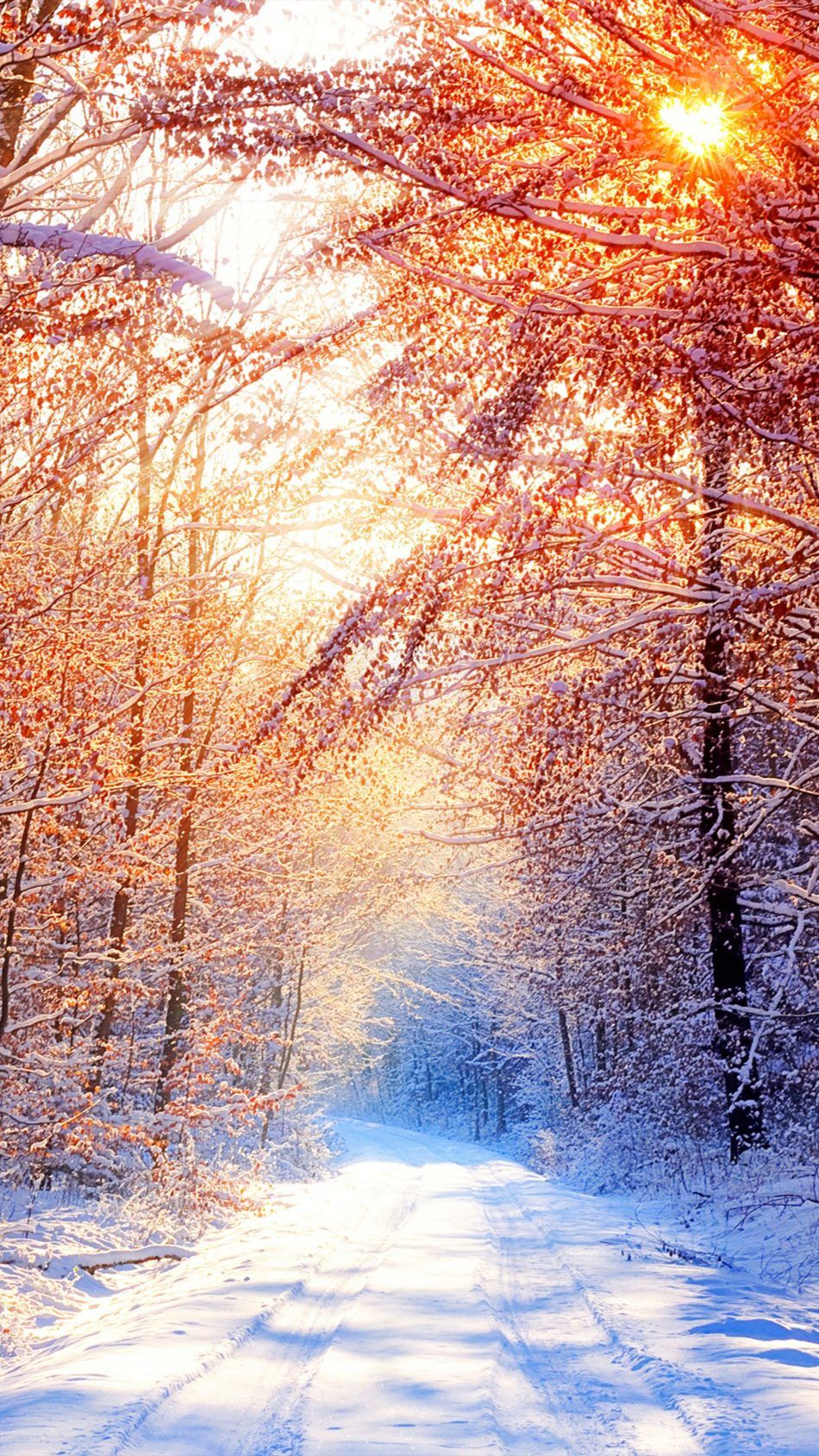 Snow Trees Winter Morning 4k Ultra HD Mobile Wallpaper Wallpaper For iPhone