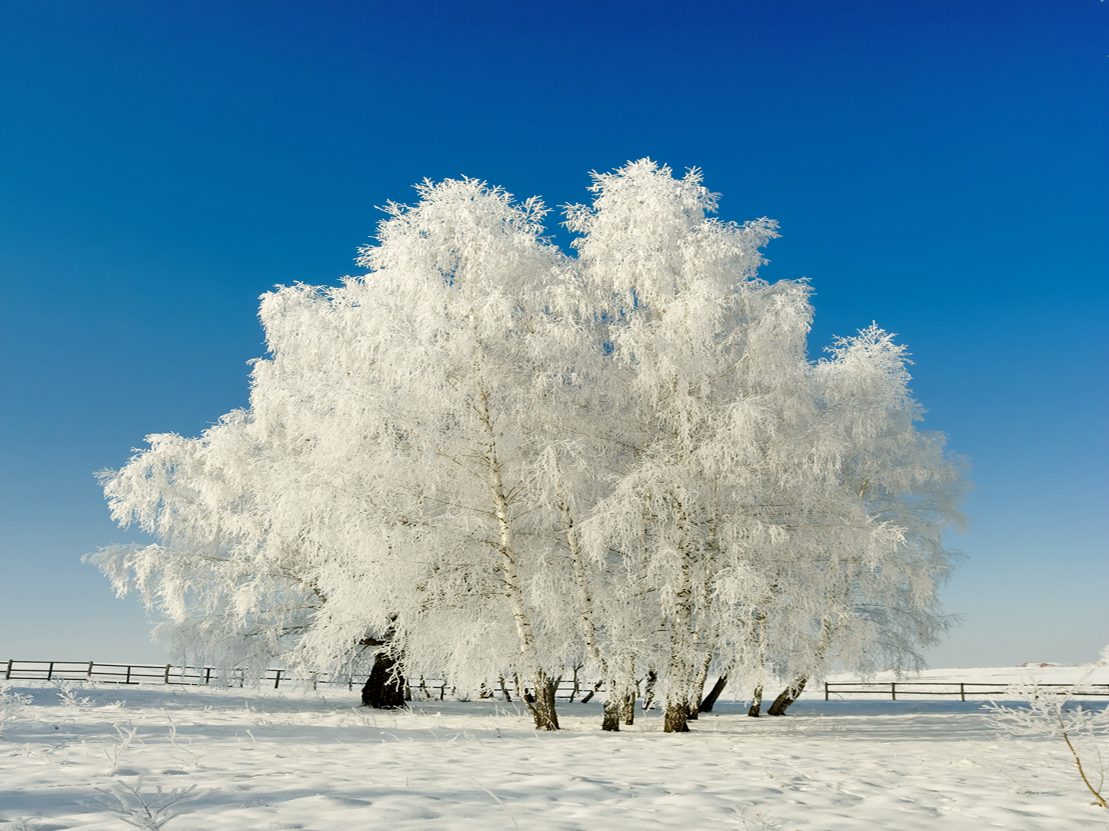 Winter Trees Wallpaper