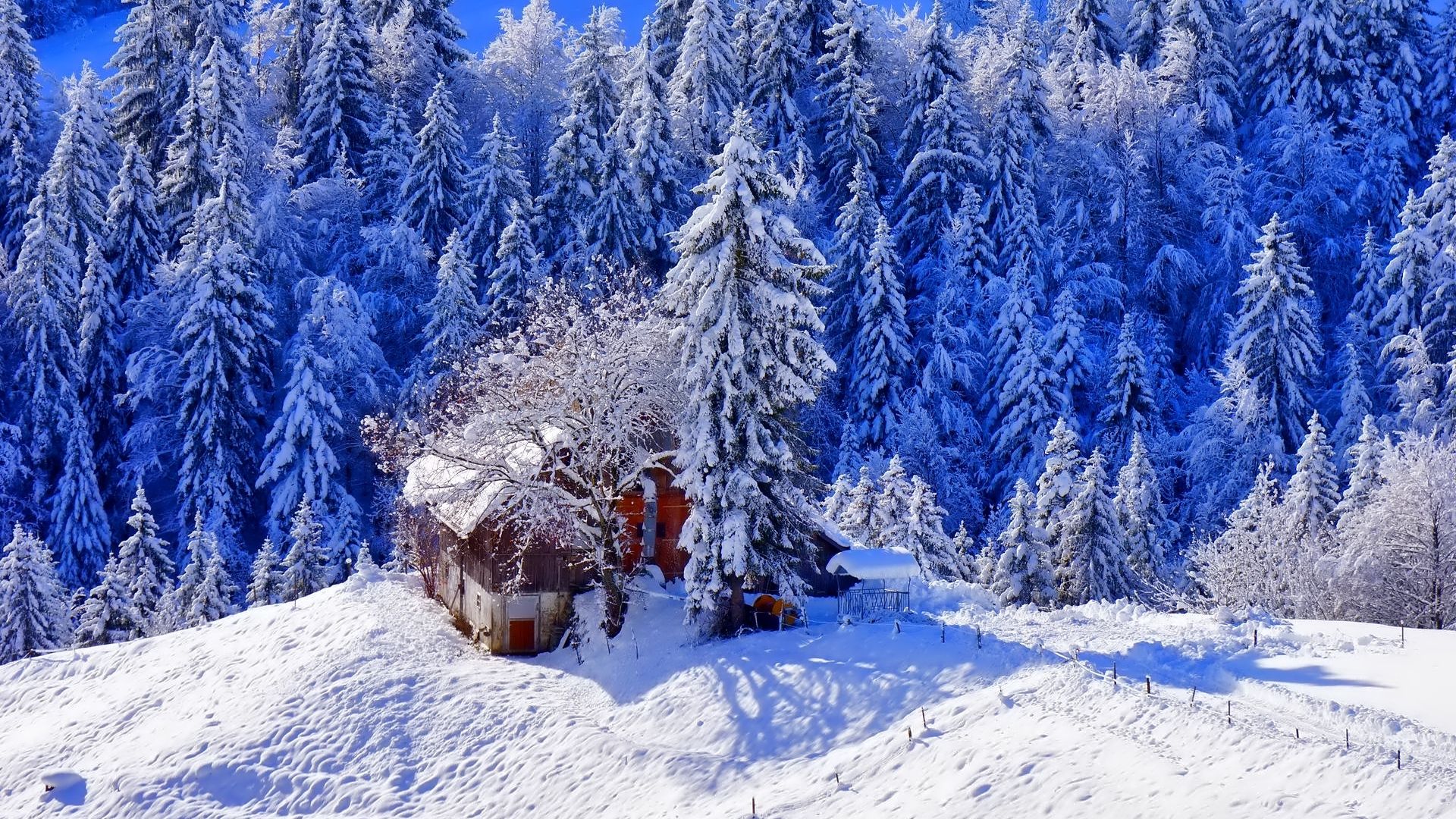 Beautiful Winter Snow View HQ Image Free Wallpaper