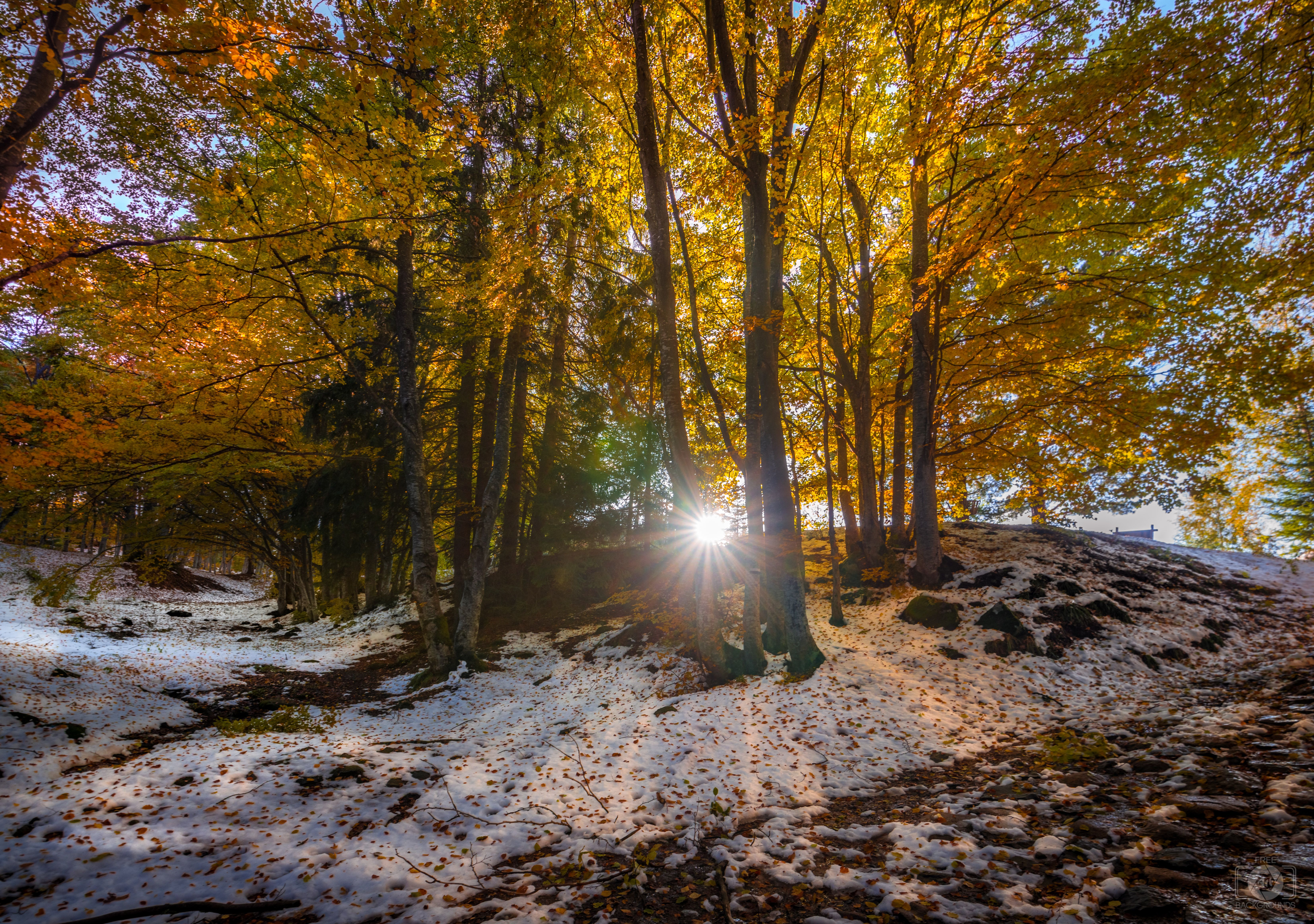 Early Winter Sunny Background Quality Free Background