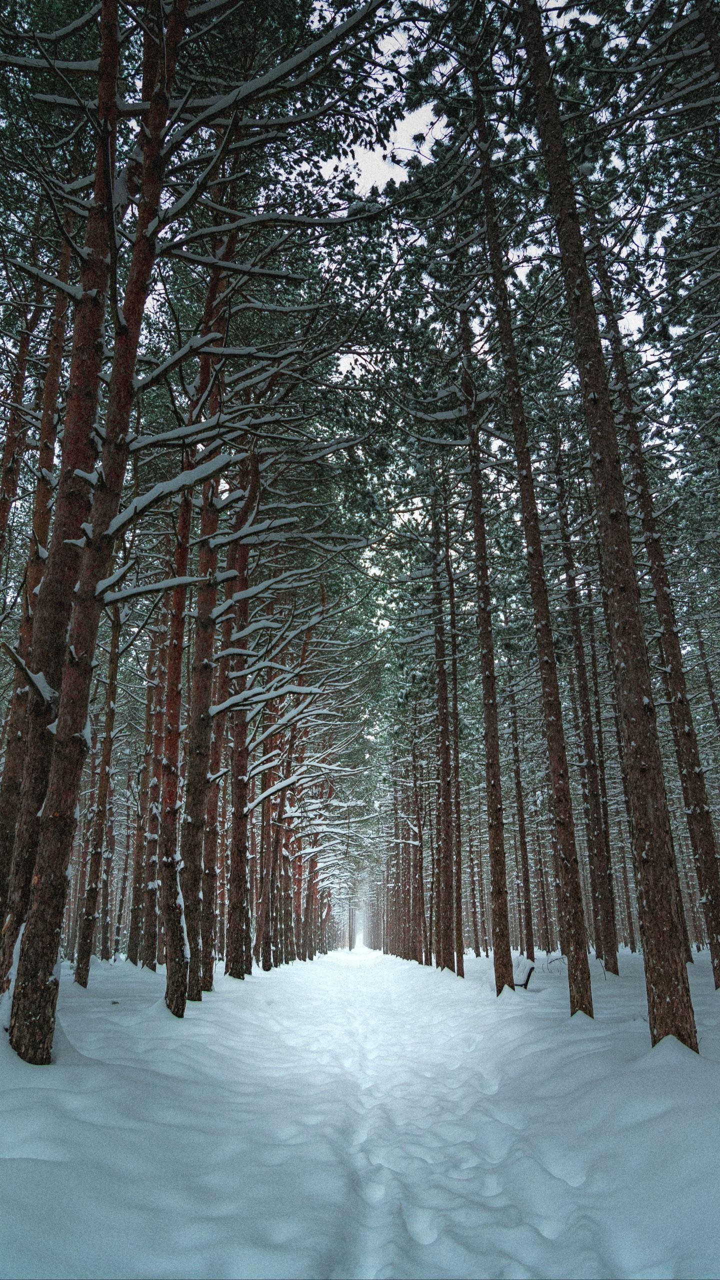 Winter Forest Road Wallpaper
